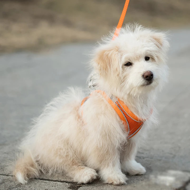 Reflective Mesh Dog Harness – Breathable, No-Pull, Escape-Proof Vest for Small Dogs